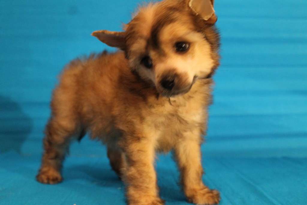 Galser Ovelina Gently Breeze