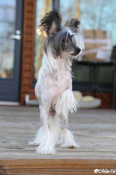 Tirlittan Powerfull Temptation