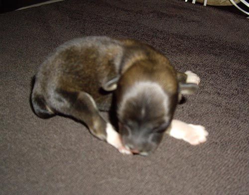 Oriental Jokes Condolezza