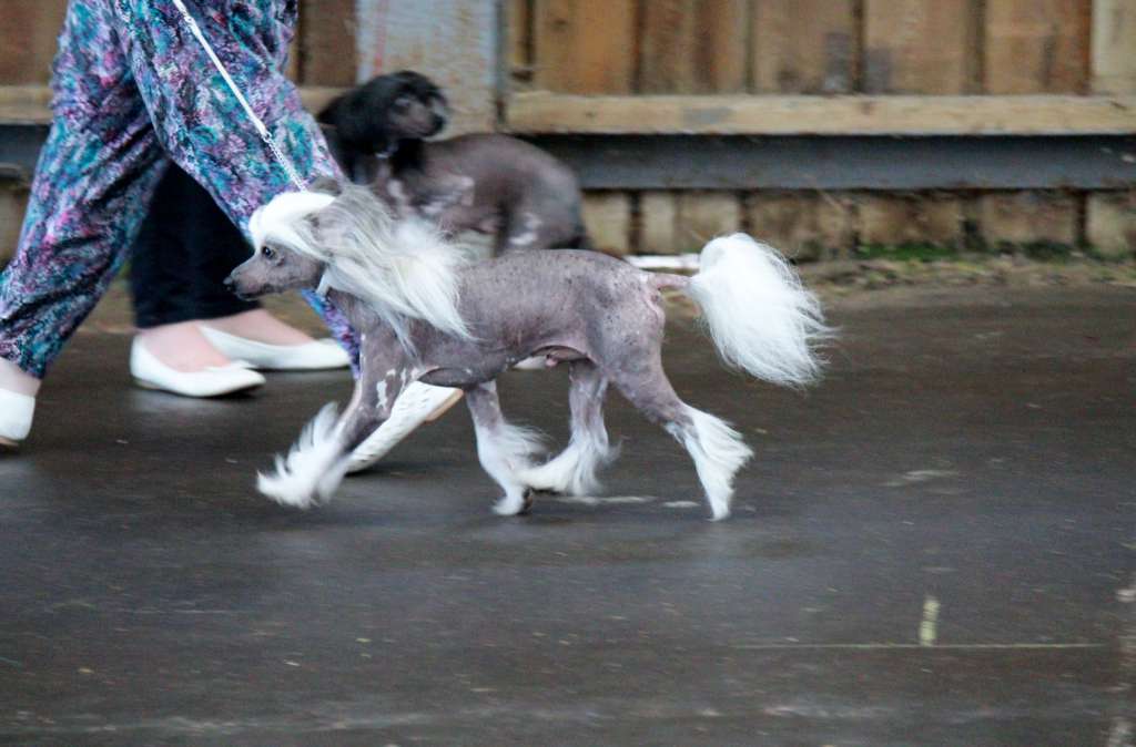 Annamac Perseus at Aucristae