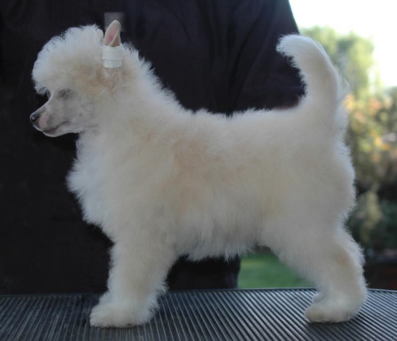 Geïsha Little Champs