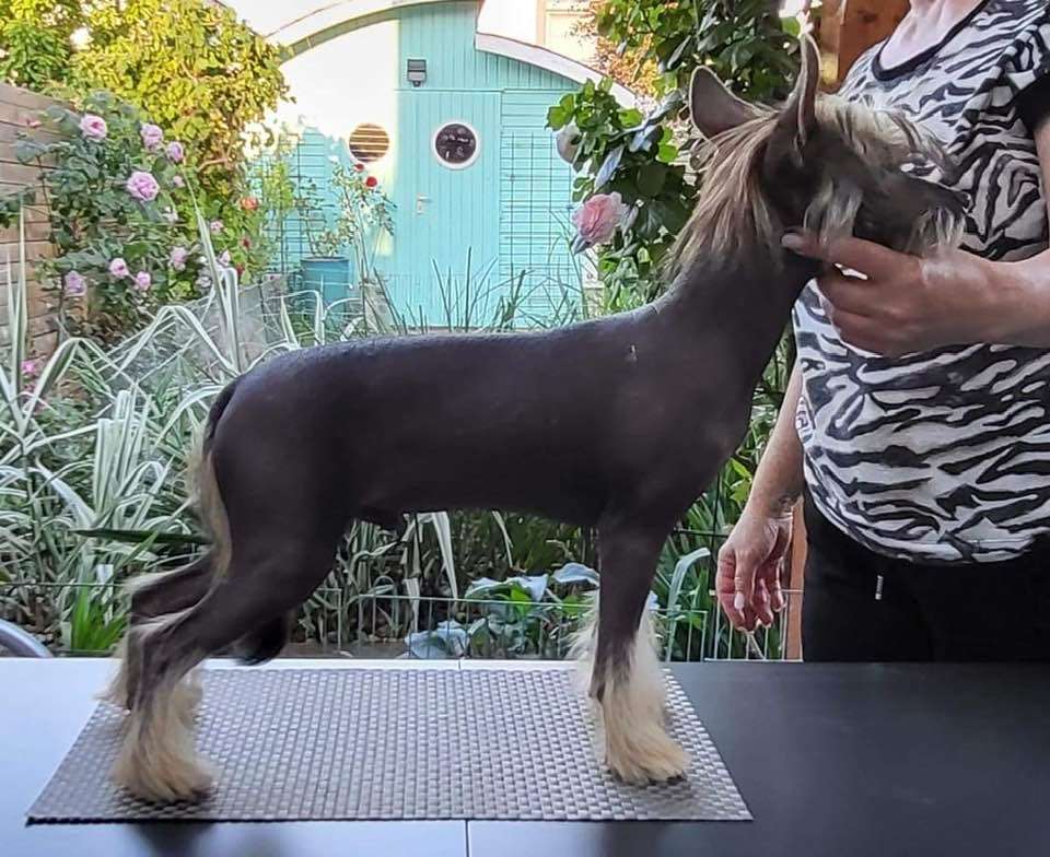 Simply Red Caramella's Family