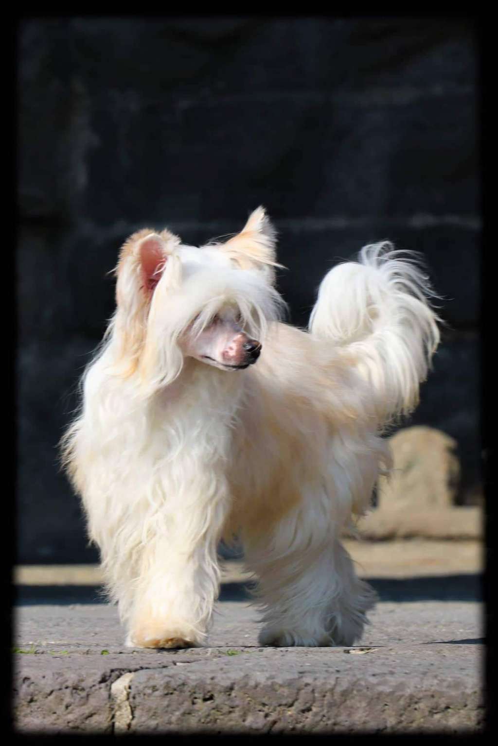 Zero Gravity Princes de la Roses