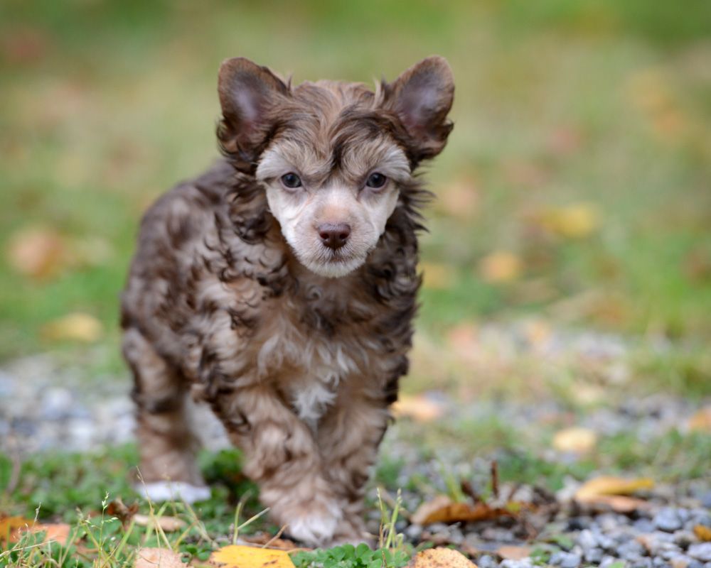 Sunstreaker Chocolate I Scream