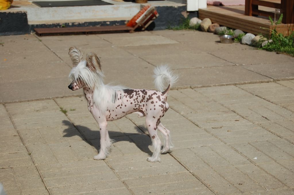 Pinky Twinky King Of The Bling