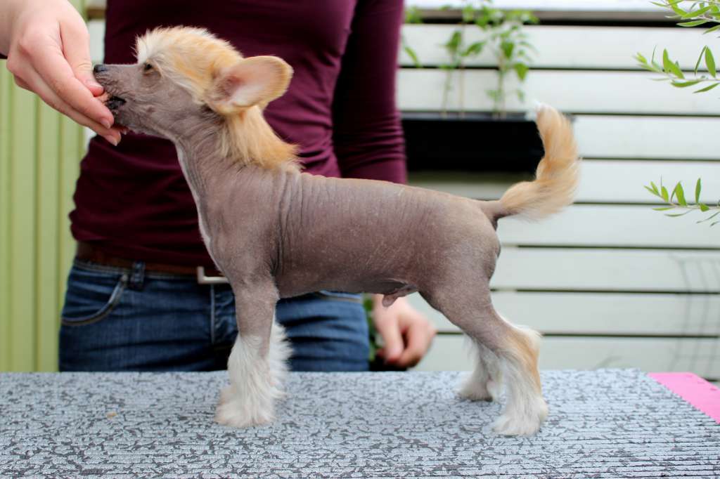 Curlesque's Danger Of Supernova