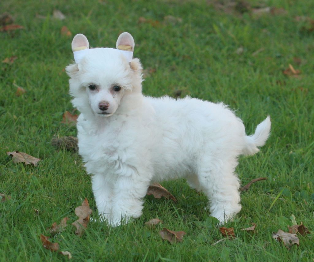 Quickness marshmallow de Almamasan