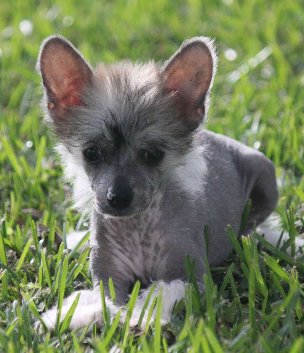 Taracrest Scrumdidlyumptious