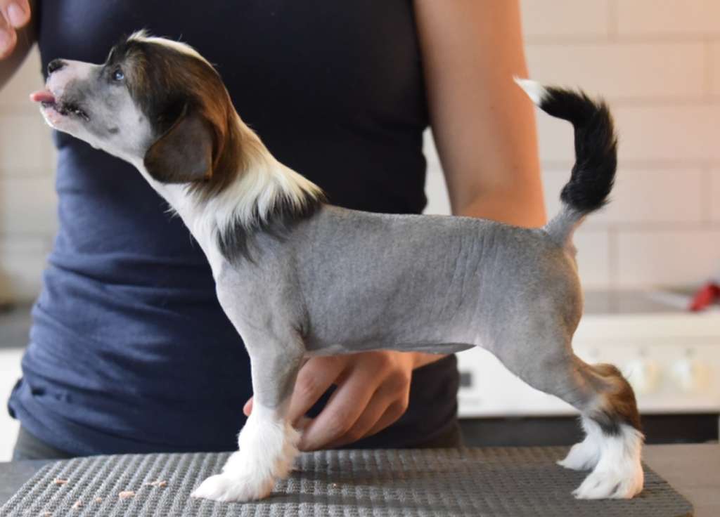 Ravenoak Celia Of The Seals