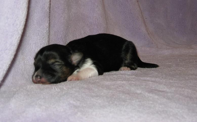 Delende Koridawn The Winning Smile