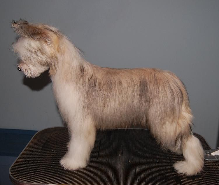 Crestyle Smooth Sailing Ahead PP