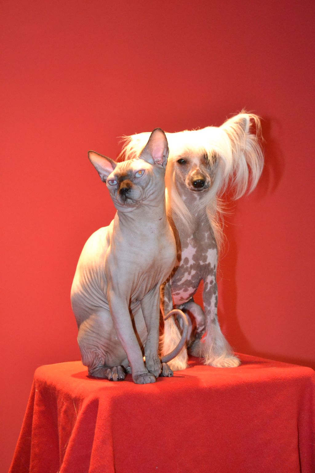 Dream of Summer Night