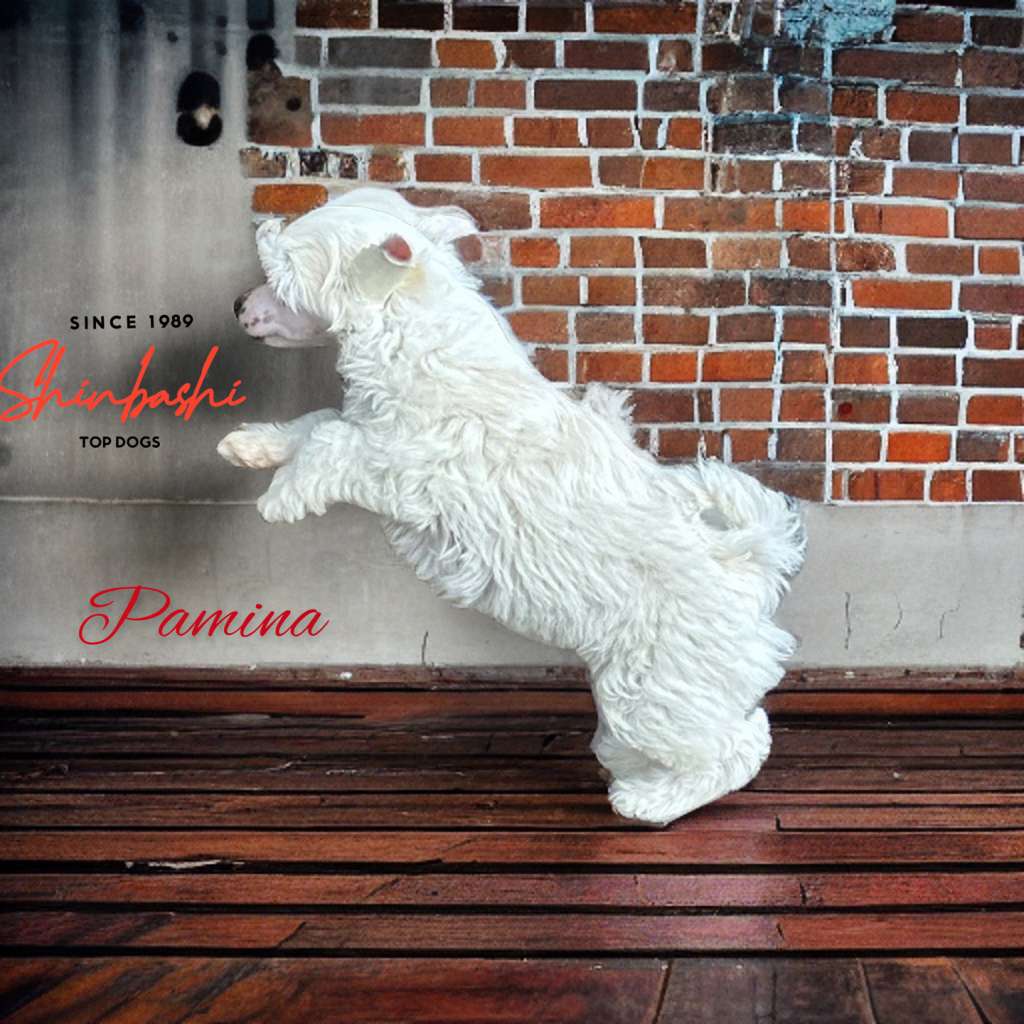 Pamina von Shinbashi