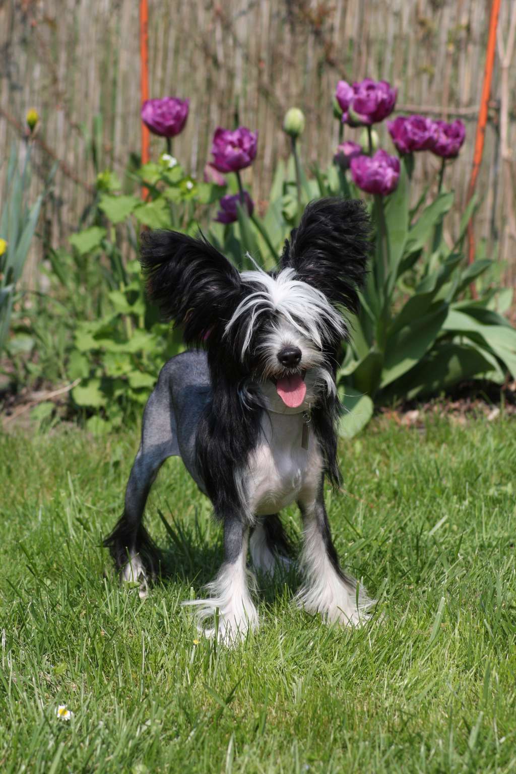 Cassiopeia vom Tornitzer Moor