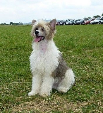 Pierre z Kamilova dvora