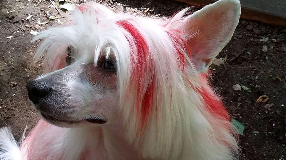 Sol'tanto Bianka Invidia