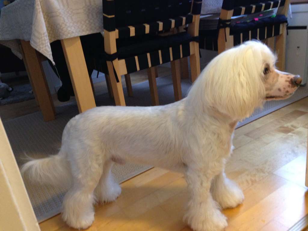 Stormblåstens Tullamore Dew