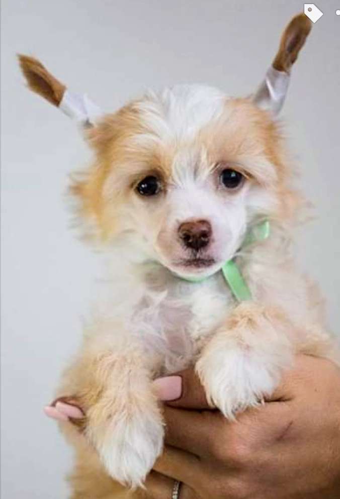 Rolana Family Leeloo Superior Perfection