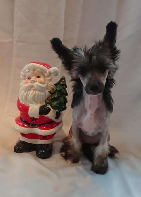 Proud Pony Remember Me