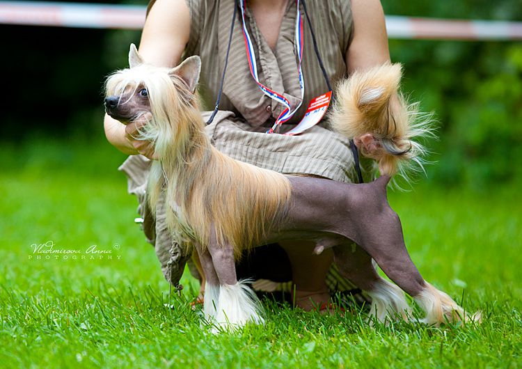 Dogland Happy Zodiak