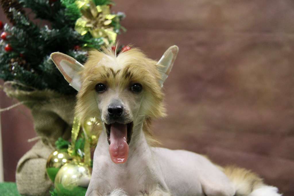 Zheneva-Debjut  Chester