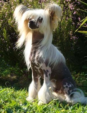 Oriental Jokes Best Seller