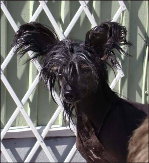 Bellatrix Luckycharm Dabih