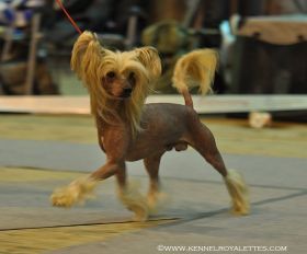 Inya Dreams Eye Of The Tiger