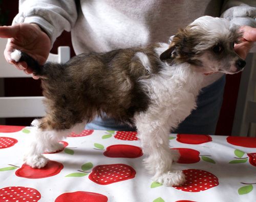 All Saints Divine Dream of mine