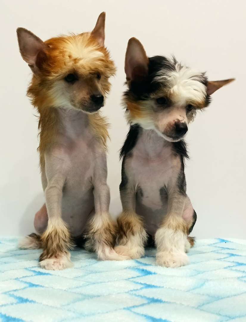 Russkaya Krasavitsa Pelageya