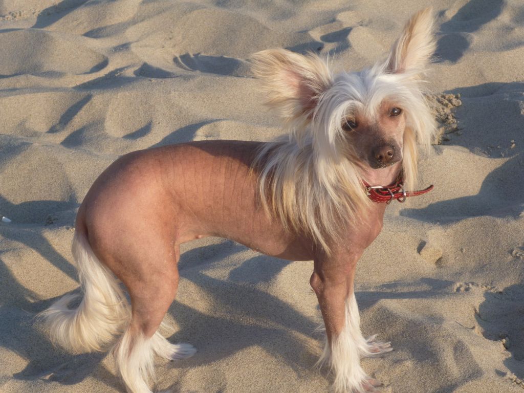 Fortune Gold SUN Adelia