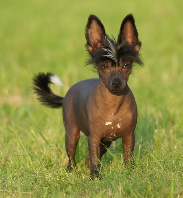 Cafar  King of Diamonds  