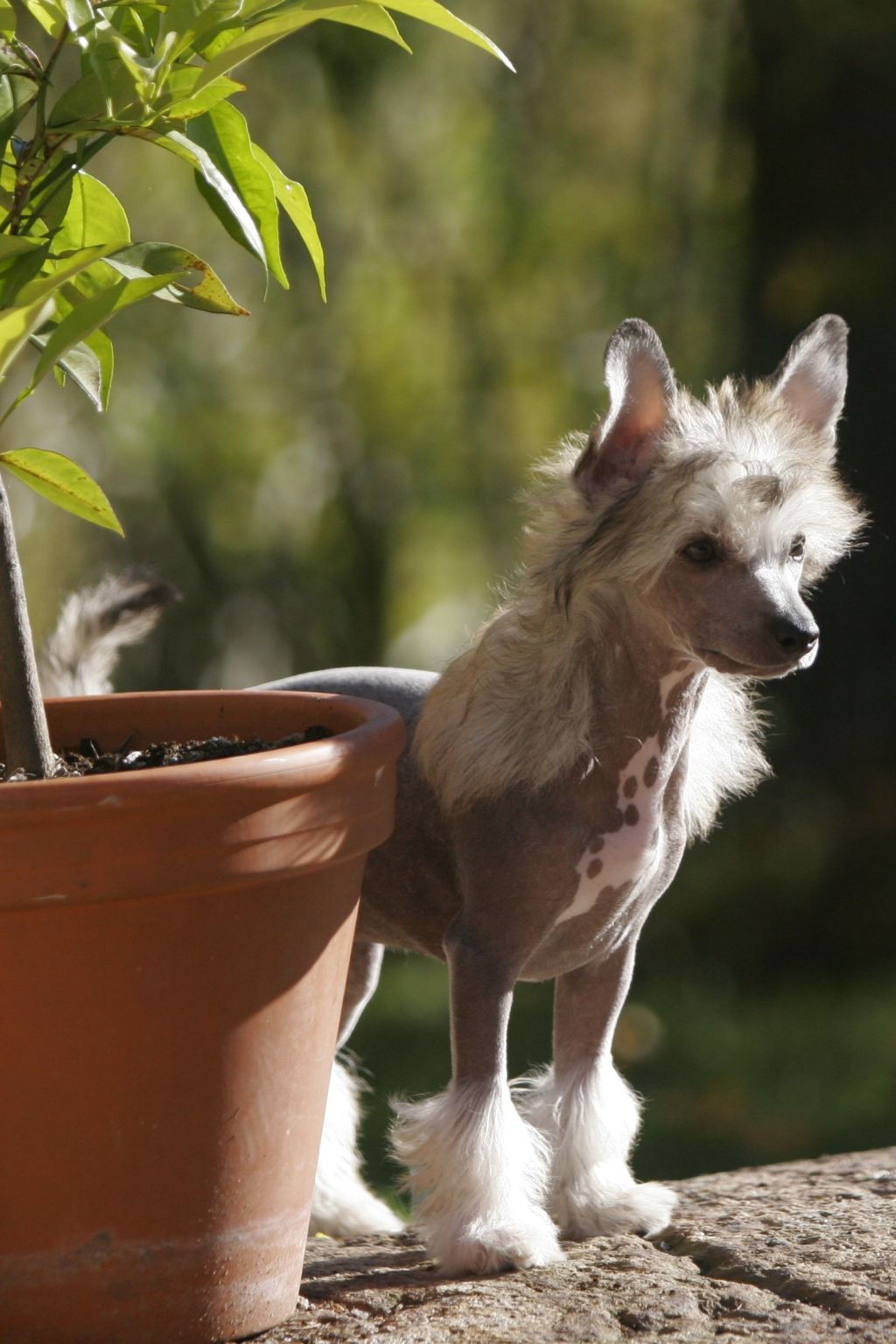 Gou's Maid Of Bond Street