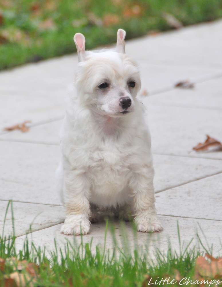 Rebellion Little Champs