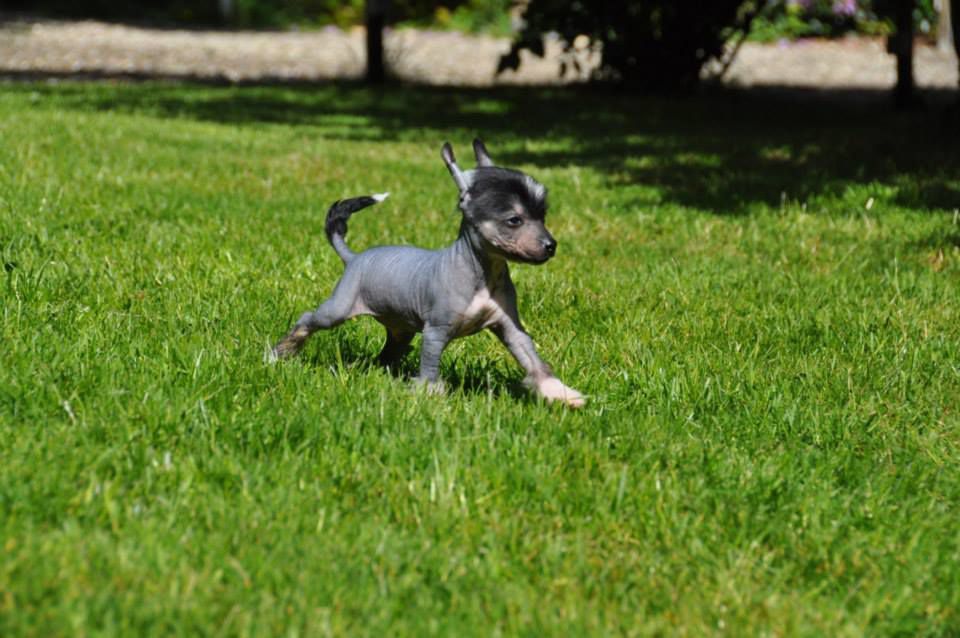 Jules César Little Champs