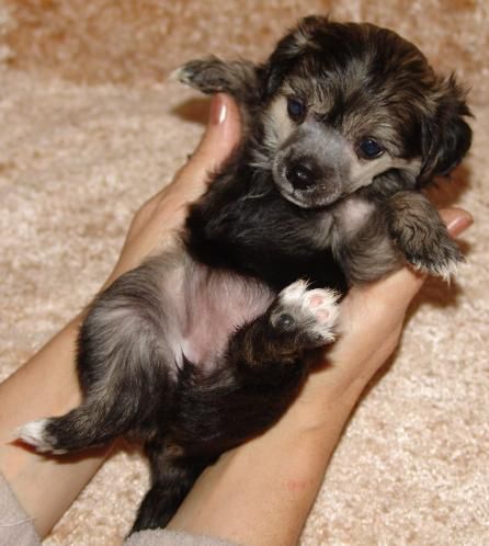 Que Me Espera Al Maarii Sapphire