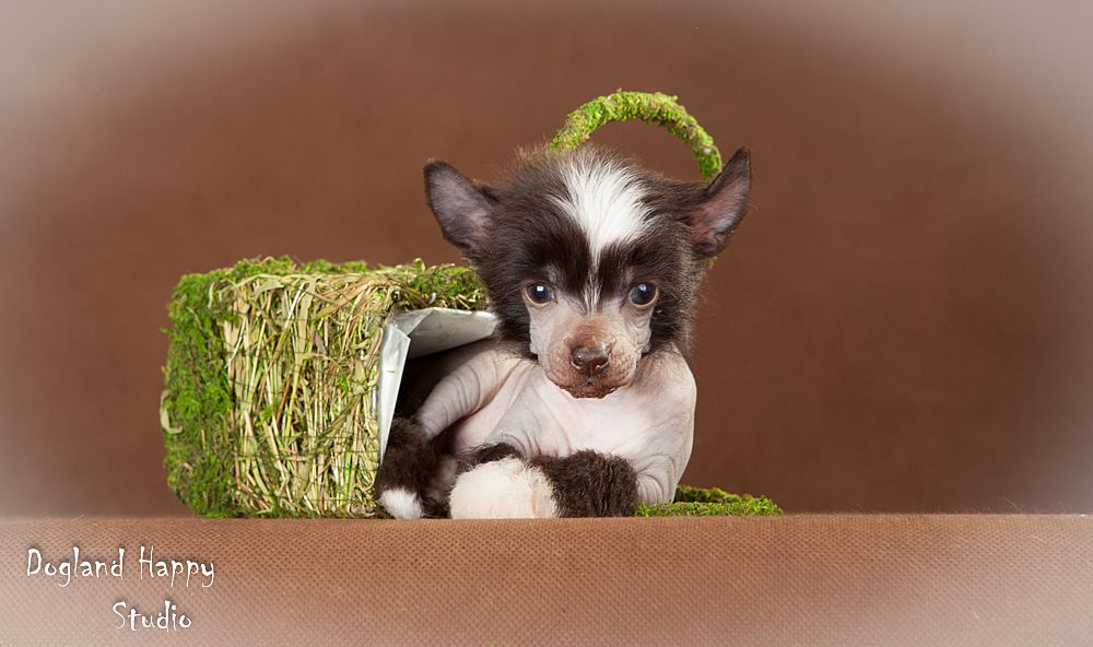 Dogland Happy Mocaccino