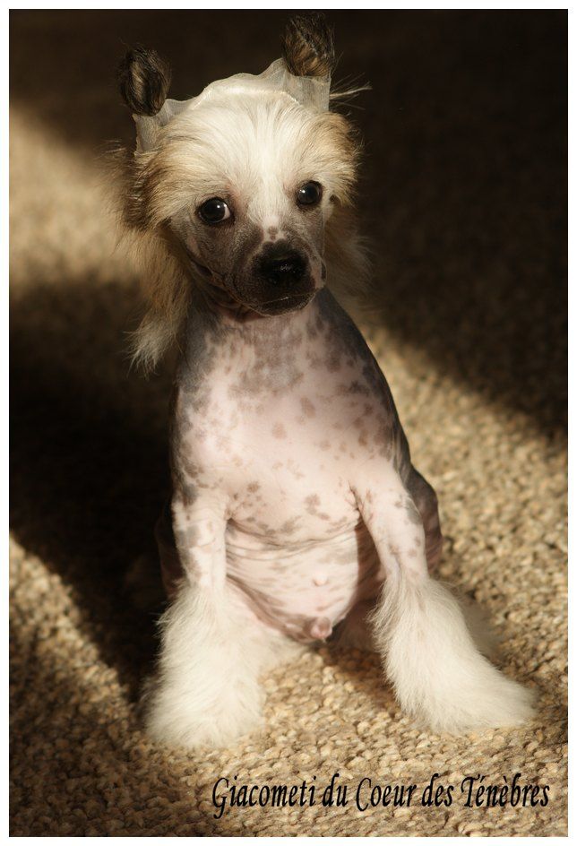 Giacometti Du Coeur Des Tenebres