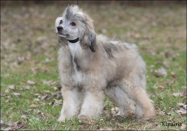 Apriori Vip Caesarea