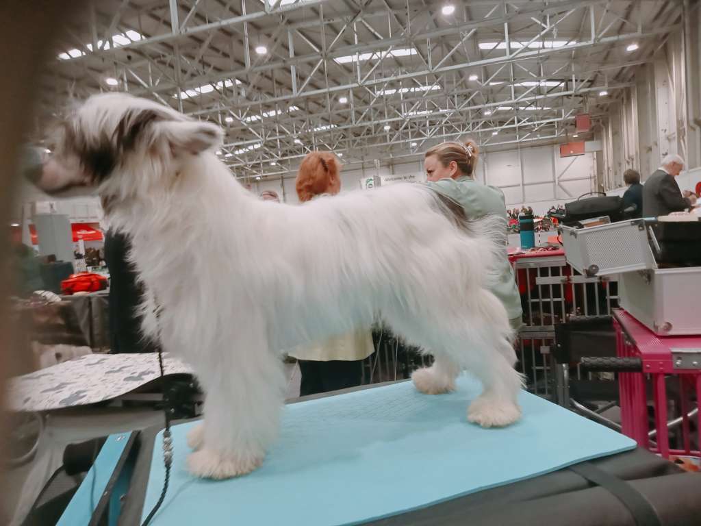 Valentino von Shinbashi Del Pufflepaws