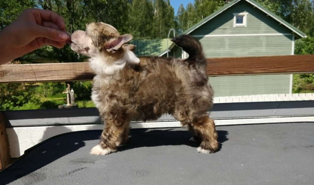 Chaotricals Handsome Devil