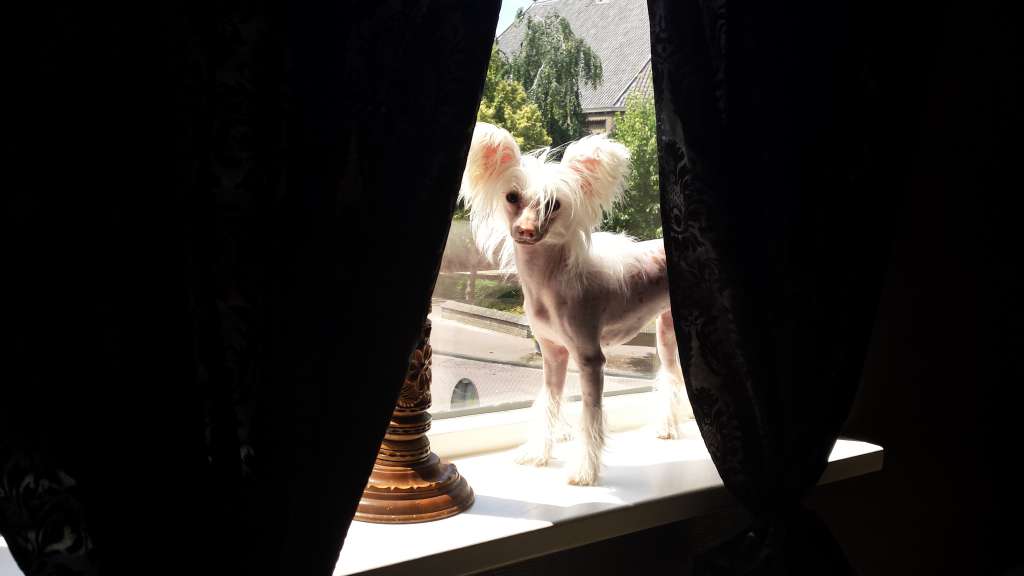 Happy Dancing Vanilla Voodoo