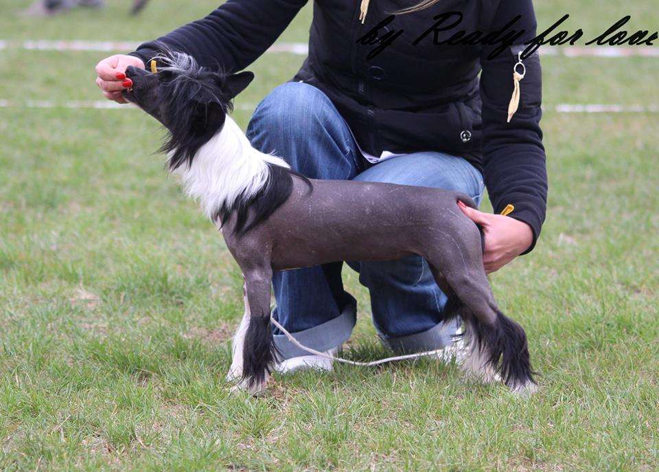 MEGANE Ready for love