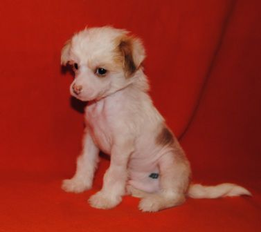 Sapfir iz Tsarskogo Sela Smyrfik