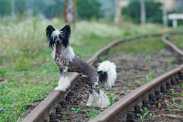 Apollo  Zaczarowany.Flet