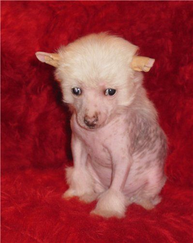 Angel O' Check Di Kaprio