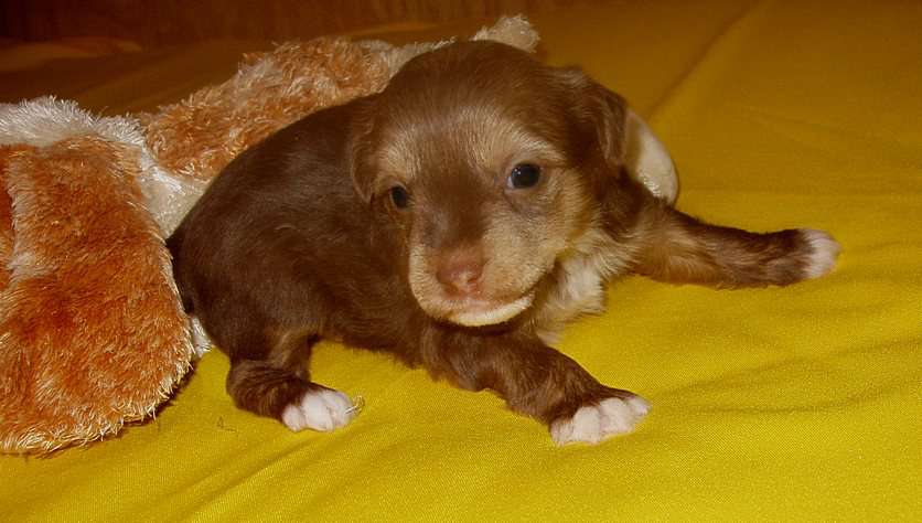 Perl Magic Star Trek