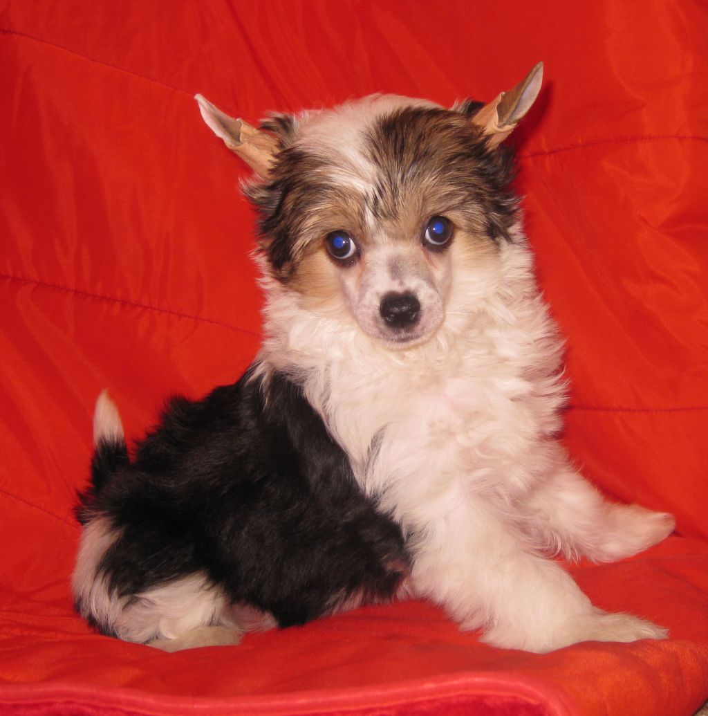 Angel O' Check Vinni Pucha