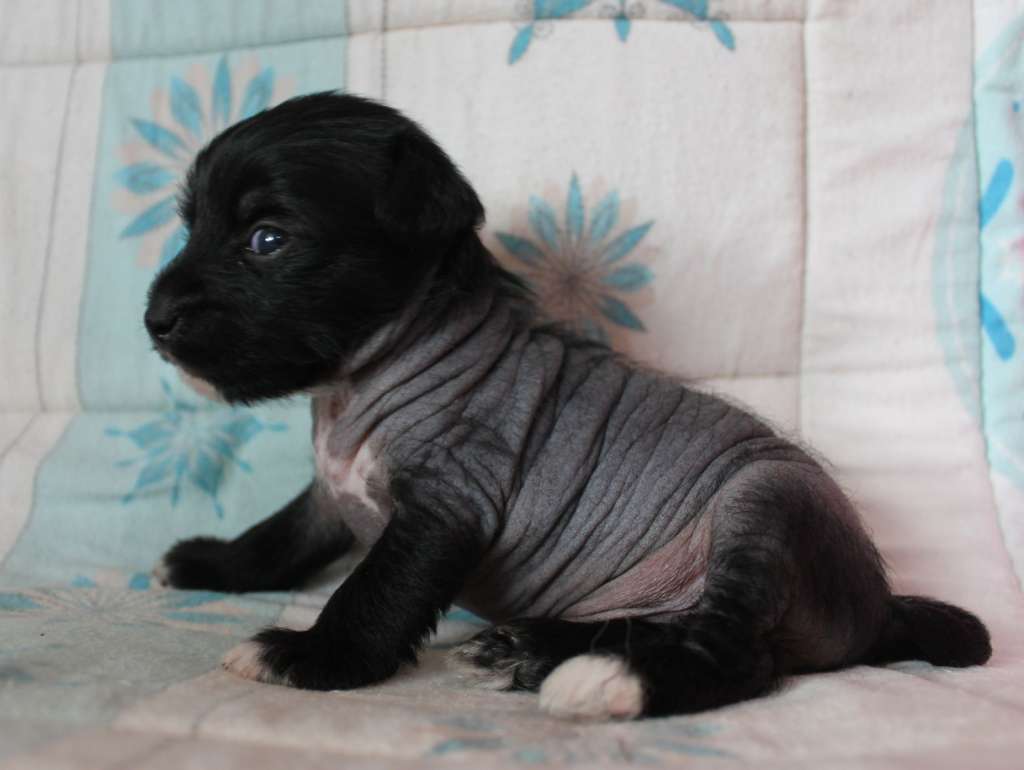 Zing Lynx Energy iz Clana Timurlana