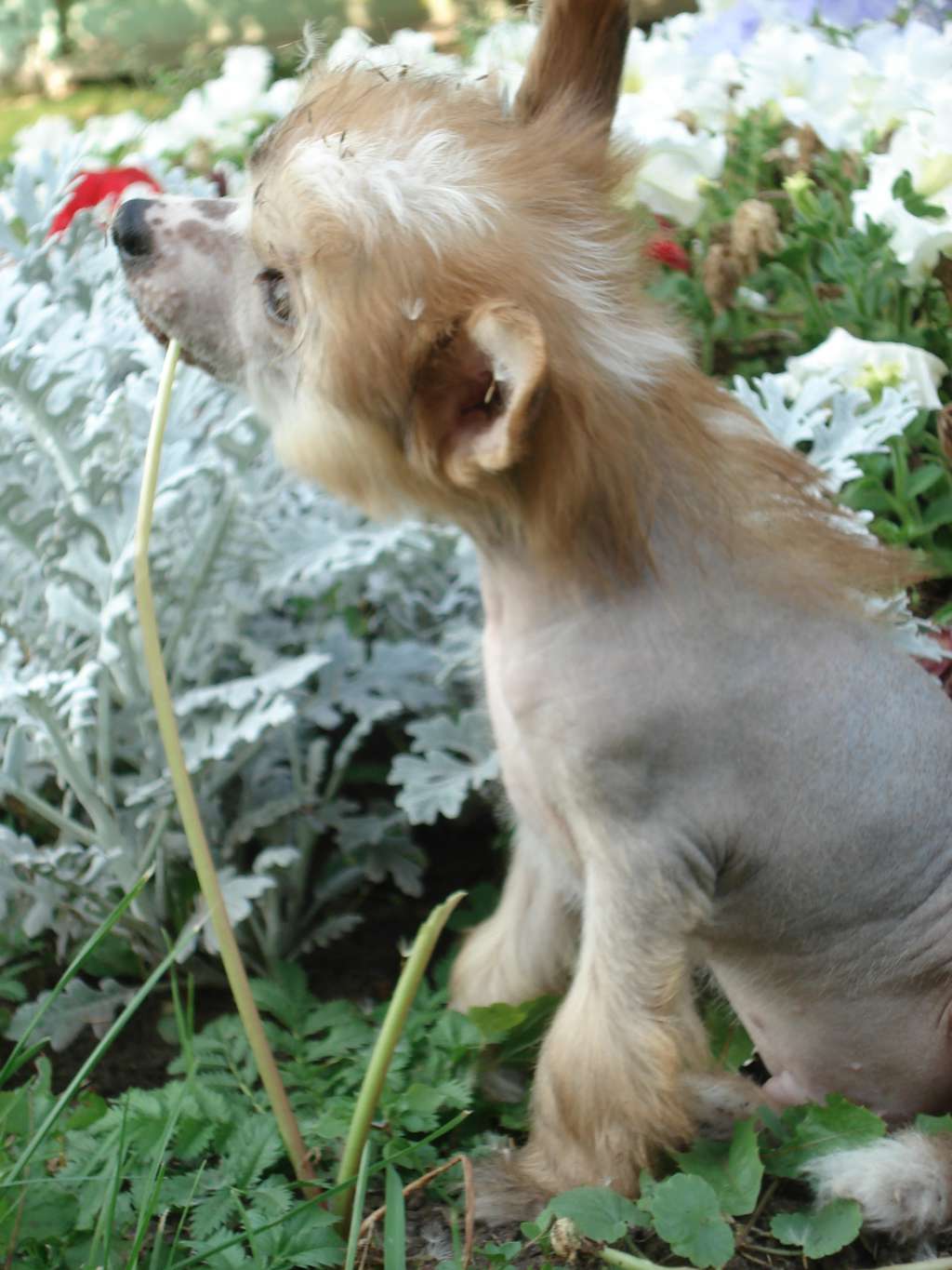 Ogni Stolitsy Gold Star